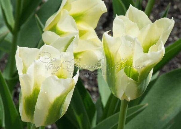 Тюльпан Нью Хистори (Tulipa New History) — фото 2