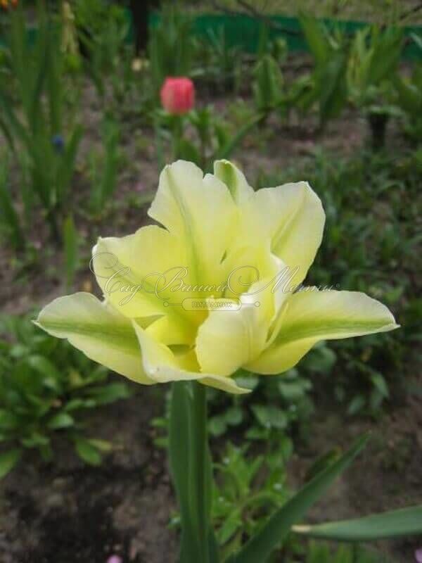 Тюльпан Нью Хистори (Tulipa New History) — фото 3