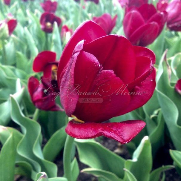 Тюльпан Нэйшнал Велвет (Tulipa National Velvet) — фото 2