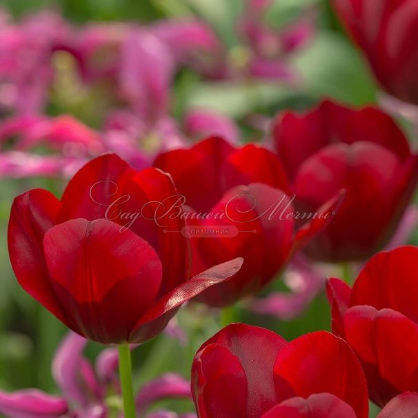 Тюльпан Нэйшнал Велвет (Tulipa National Velvet) — фото 3