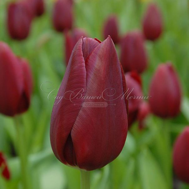 Тюльпан Нэйшнал Велвет (Tulipa National Velvet) — фото 4