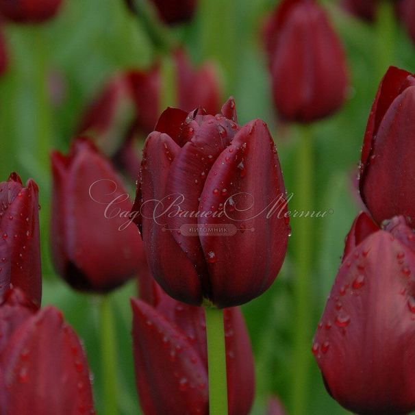 Тюльпан Нэйшнал Велвет (Tulipa National Velvet) — фото 5