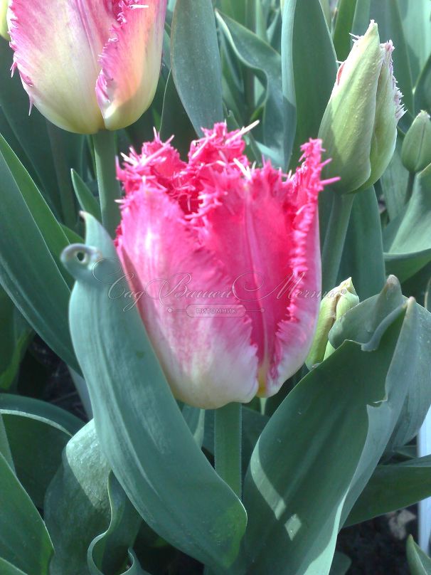 Тюльпан Оксер (Tulipa Auxerre) — фото 3