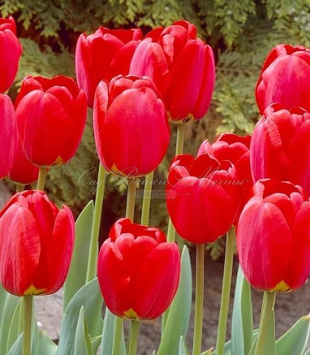 Тюльпан Оксфорд (Tulipa Oxford) — фото 2