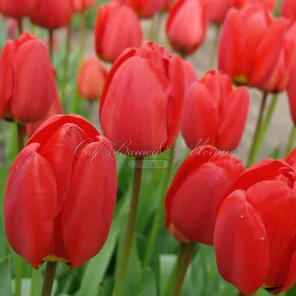 Тюльпан Оксфорд (Tulipa Oxford) — фото 3