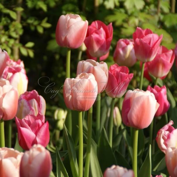 Тюльпан Оллиуле (Tulipa Ollioules) — фото 2
