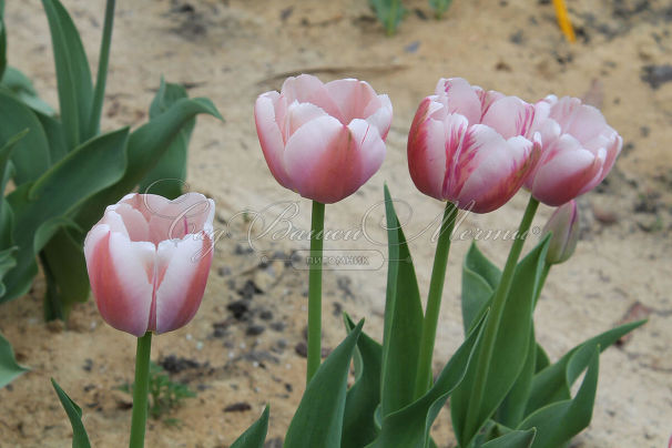 Тюльпан Оллиуле (Tulipa Ollioules) — фото 3