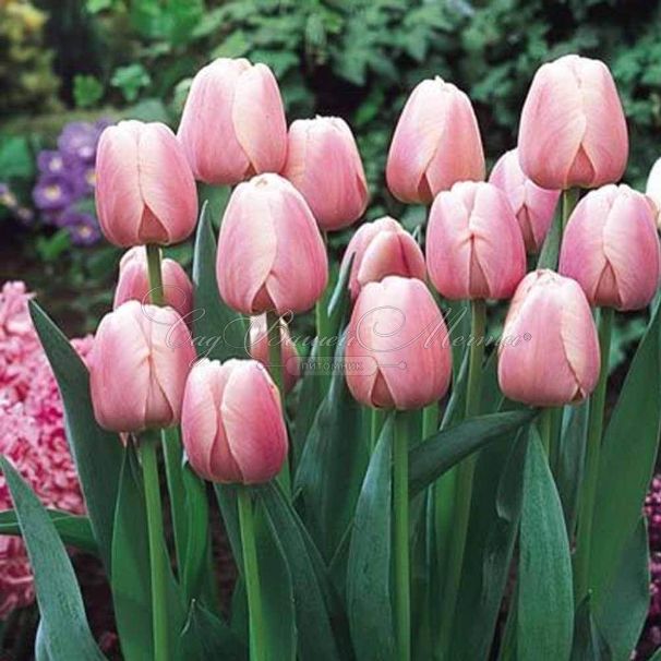 Тюльпан Оллиуле (Tulipa Ollioules) — фото 4