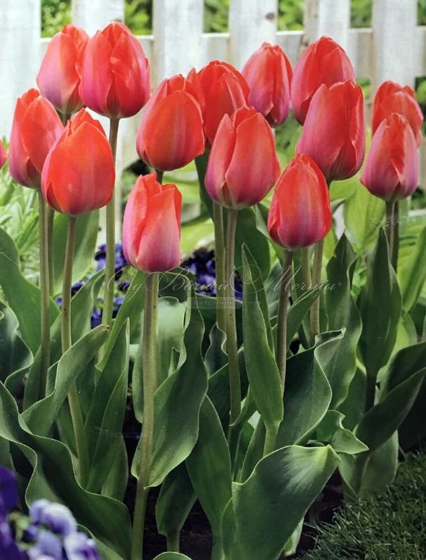 Тюльпан Оранж ван Эйк (Tulipa Orange van Eijk) — фото 2