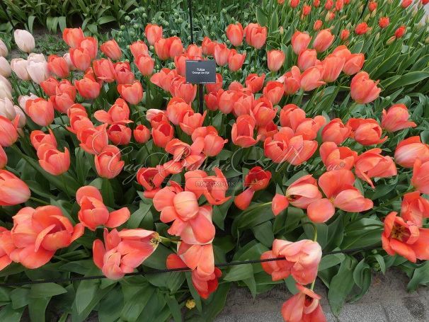Тюльпан Оранж ван Эйк (Tulipa Orange van Eijk) — фото 4