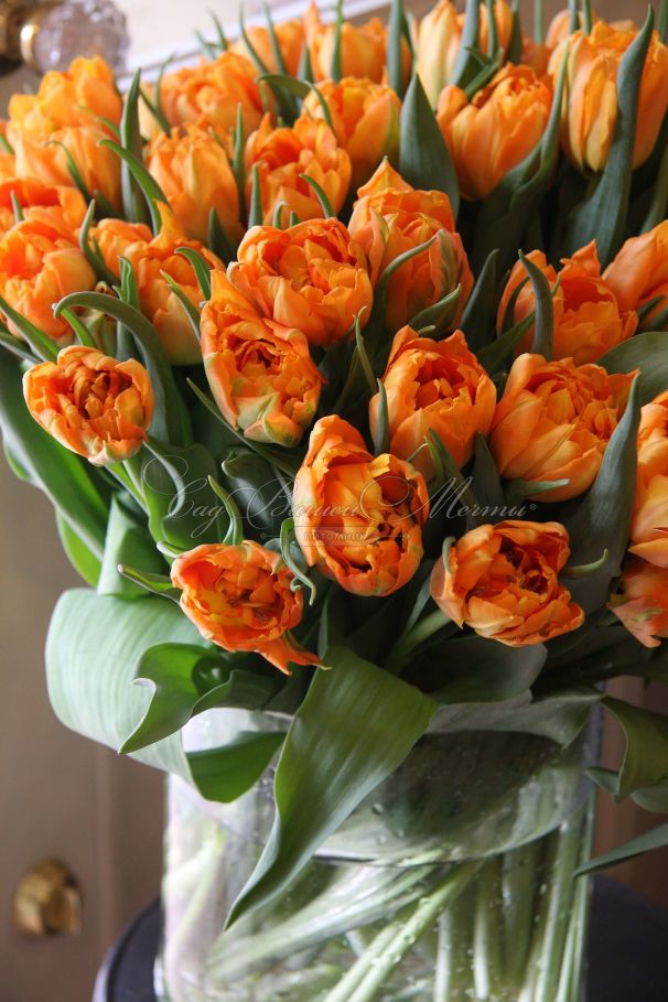 Тюльпан Оранж Принцесс (Tulipa Orange Princess) — фото 2