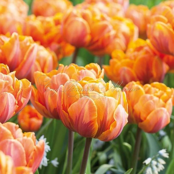 Тюльпан Оранж Принцесс (Tulipa Orange Princess) — фото 3