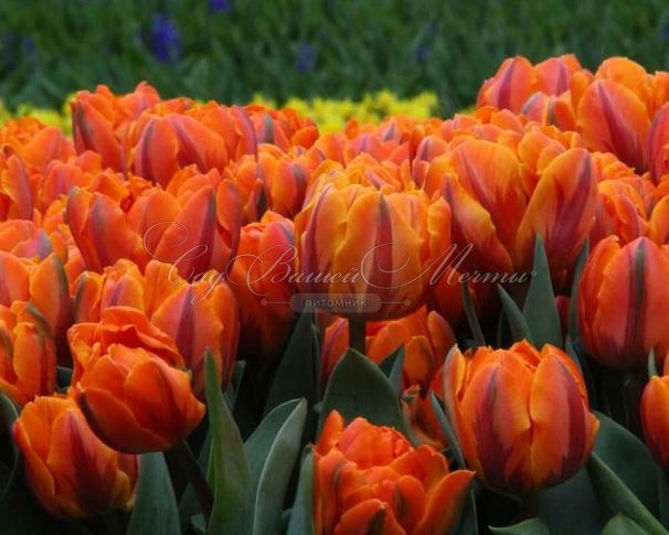 Тюльпан Оранж Принцесс (Tulipa Orange Princess) — фото 4