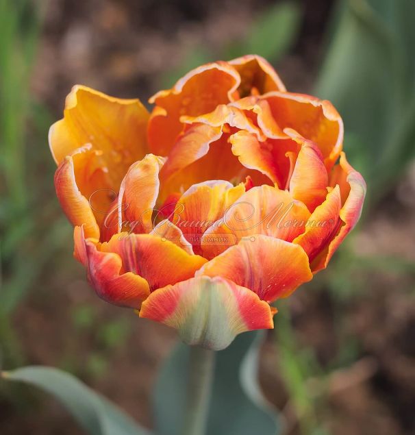 Тюльпан Оранж Принцесс (Tulipa Orange Princess) — фото 5