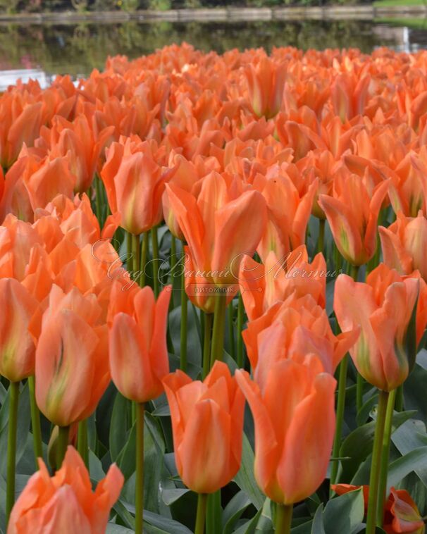 Тюльпан Оранж Эмперор (Tulipa Orange Emperor) — фото 2