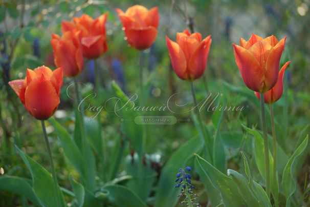 Тюльпан Оранж Эмперор (Tulipa Orange Emperor) — фото 4
