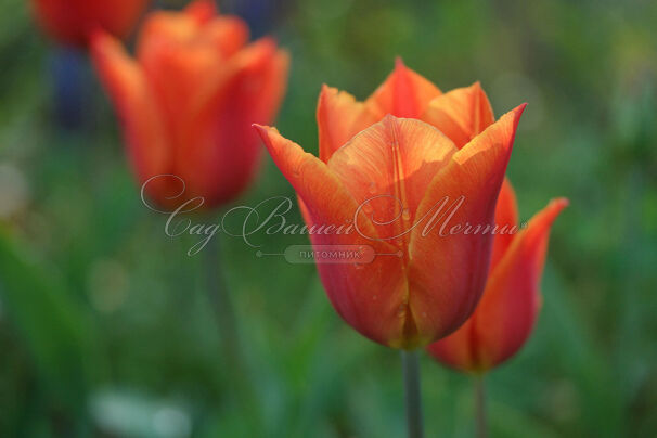 Тюльпан Оранж Эмперор (Tulipa Orange Emperor) — фото 5