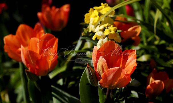 Тюльпан Оранж Эмперор (Tulipa Orange Emperor) — фото 6