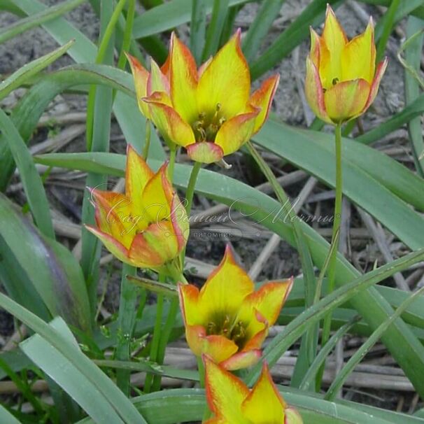 Тюльпан Орфанида Флава (Tulipa orphanidea Flava) — фото 2