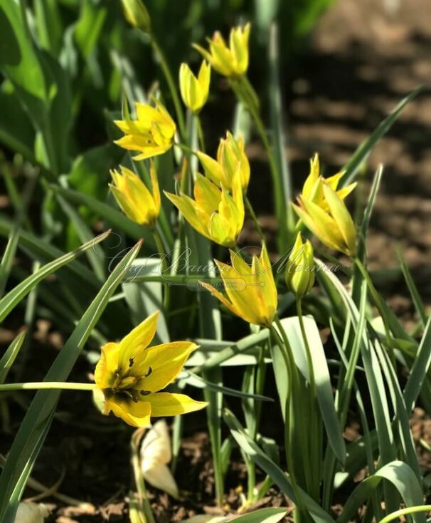 Тюльпан Орфанида Флава (Tulipa orphanidea Flava) — фото 3