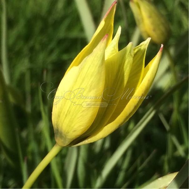 Тюльпан Орфанида Флава (Tulipa orphanidea Flava) — фото 4