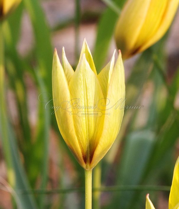 Тюльпан Орфанида Флава (Tulipa orphanidea Flava) — фото 5