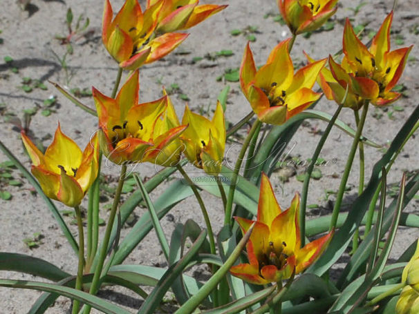 Тюльпан Орфанида Флава (Tulipa orphanidea Flava) — фото 6