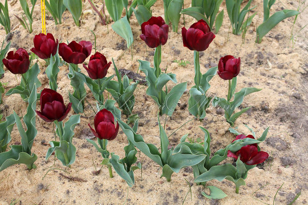 Тюльпан Паллада (Tulipa Pallada) — фото 2
