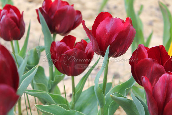 Тюльпан Паллада (Tulipa Pallada) — фото 3