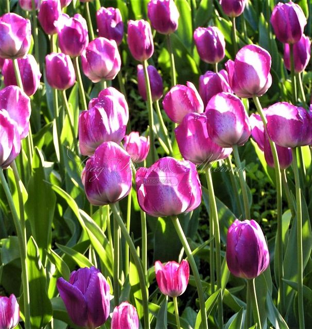 Тюльпан Пассионале (Tulipa Passionale) — фото 2