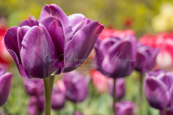 Тюльпан Пассионале (Tulipa Passionale) — фото 3