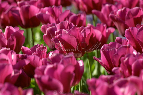 Тюльпан Пассионале (Tulipa Passionale) — фото 4
