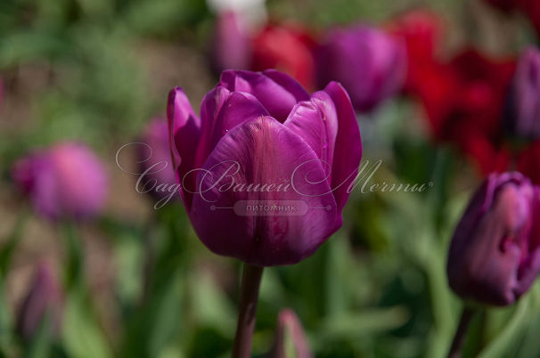 Тюльпан Пассионале (Tulipa Passionale) — фото 5