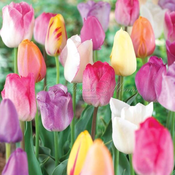 Тюльпан Пастель Микс (Tulipa Pastel Mix) — фото 3