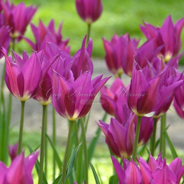 Тюльпан Пёрпл Дрим (Tulipa Purple Dream) — фото 2