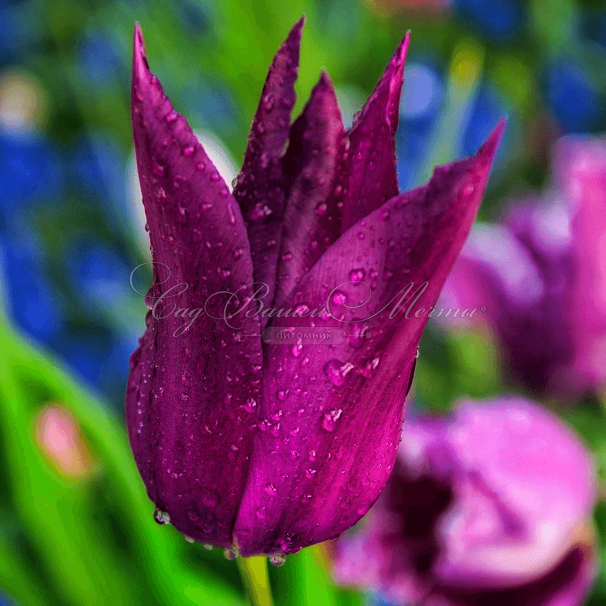 Тюльпан Пёрпл Дрим (Tulipa Purple Dream) — фото 3