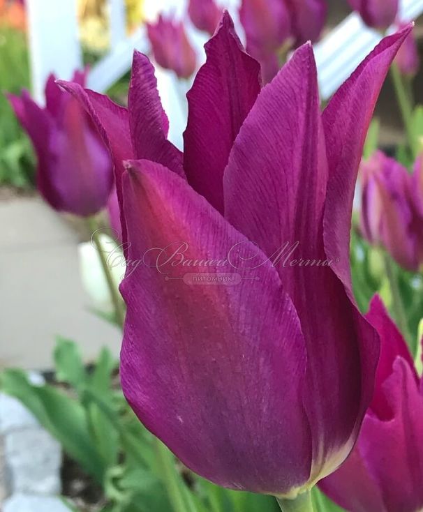 Тюльпан Пёрпл Дрим (Tulipa Purple Dream) — фото 4
