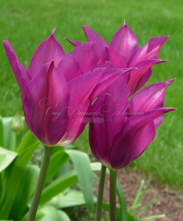 Тюльпан Пёрпл Дрим (Tulipa Purple Dream) — фото 5