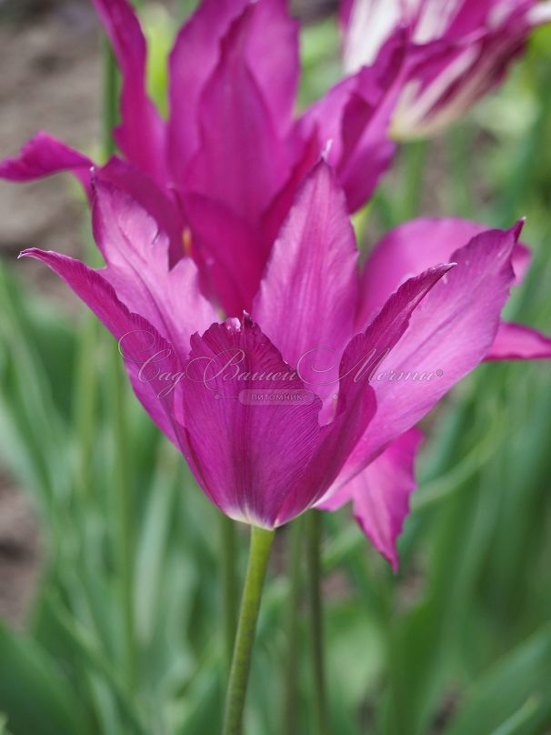 Тюльпан Пёрпл Дрим (Tulipa Purple Dream) — фото 6
