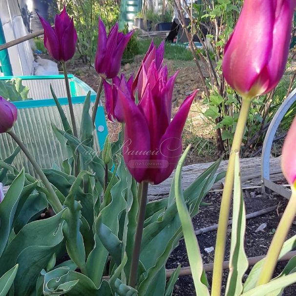 Тюльпан Пёрпл Дрим (Tulipa Purple Dream) — фото 7
