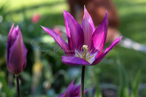 Тюльпан Пёрпл Дрим (Tulipa Purple Dream) — фото 8