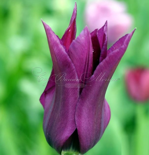 Тюльпан Пёрпл Дрим (Tulipa Purple Dream) — фото 9
