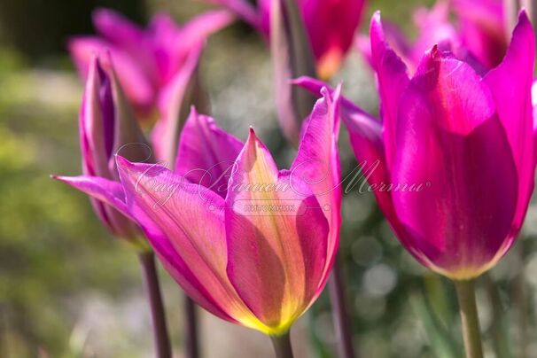 Тюльпан Пёрпл Дрим (Tulipa Purple Dream) — фото 10