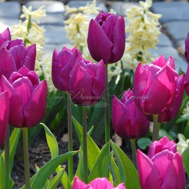 Тюльпан Пёрпл Принс (Tulipa Purple Prince) — фото 2