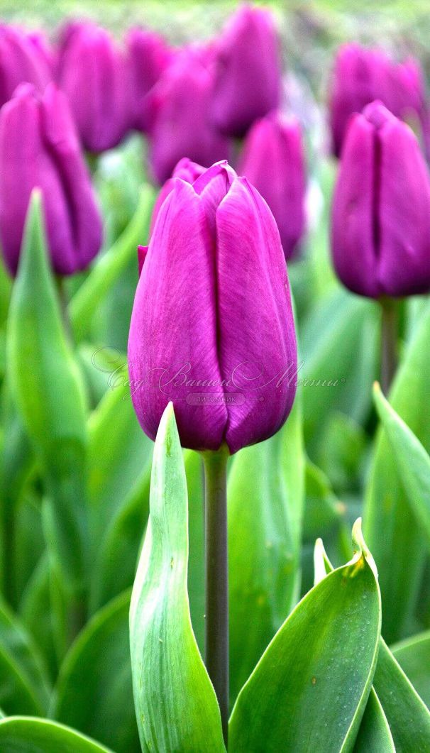 Тюльпан Пёрпл Принс (Tulipa Purple Prince) — фото 3