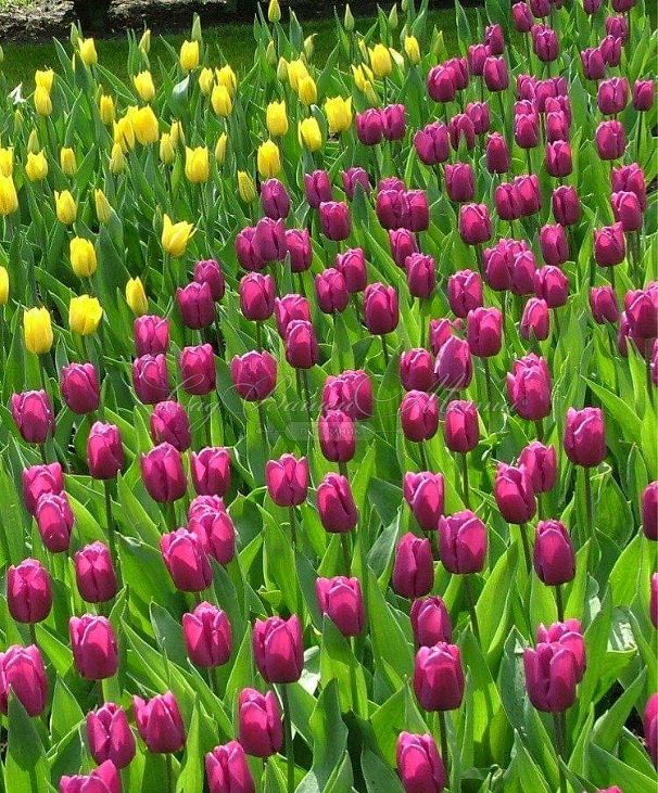 Тюльпан Пёрпл Принс (Tulipa Purple Prince) — фото 4