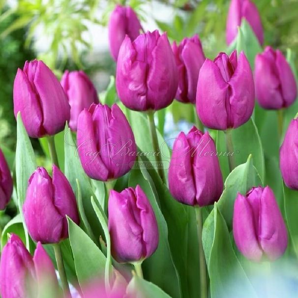 Тюльпан Пёрпл Принс (Tulipa Purple Prince) — фото 5