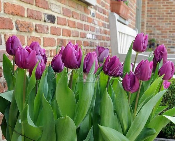Тюльпан Пёрпл Принс (Tulipa Purple Prince) — фото 6