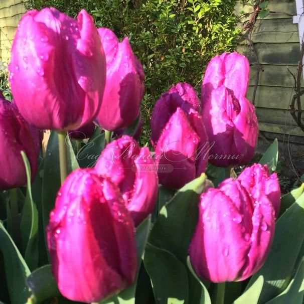 Тюльпан Пёрпл Принс (Tulipa Purple Prince) — фото 7