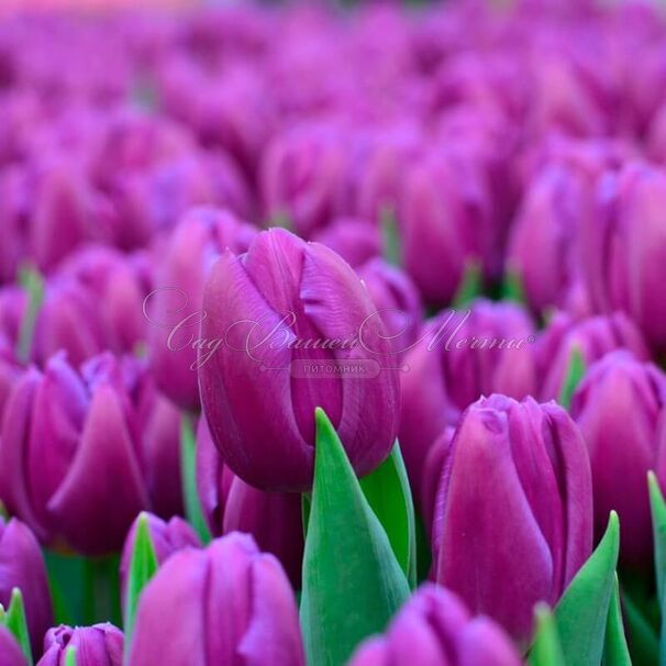 Тюльпан Пёрпл Флаг (Tulipa Purple Flag) — фото 2